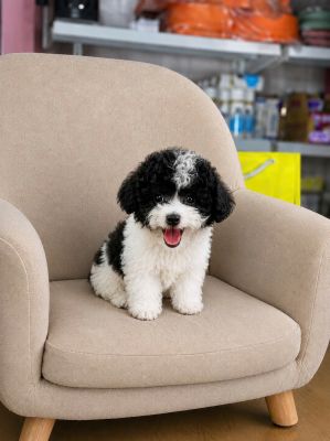 Poodle bò sữa tiny