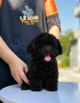 Poodle full đen tiny