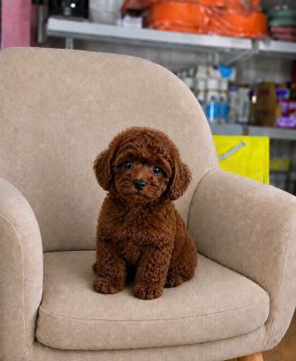 Poodle nâu đậm