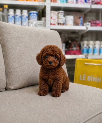 Poodle nâu đậm