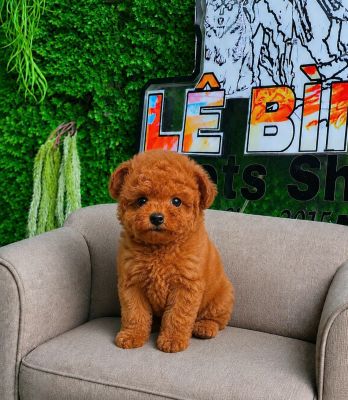 Poodle nâu tai gấu