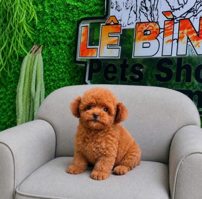 Poodle nâu tai gấu