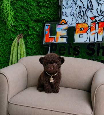 Poodle socola tai gấu