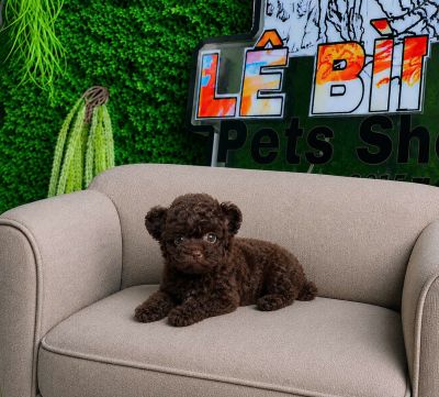Poodle socola tai gấu