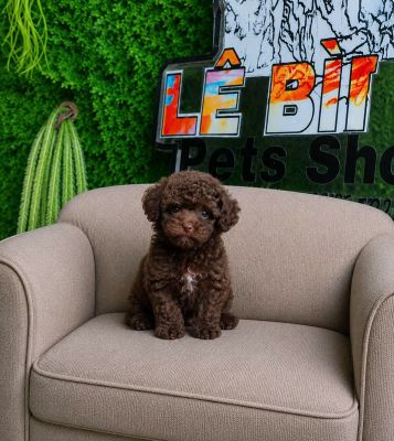 Poodle socola tiny
