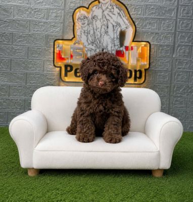 Poodle socola toy