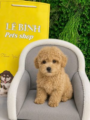 Poodle tiny