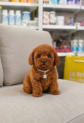 Poodle tiny nâu đậm