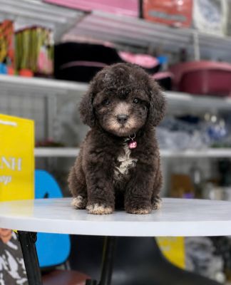 Poodle tiny xám khói ( có yếm trắng )