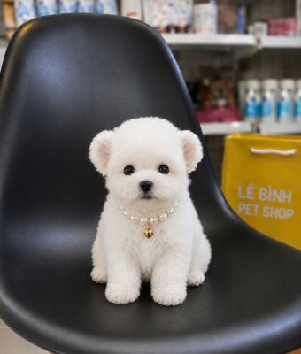 Poodle trắng tai gấu mix teacup