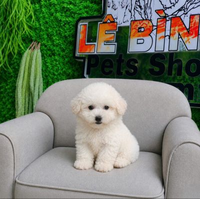 Poodle trắng tiny