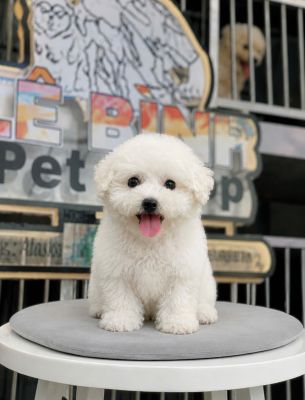 Poodle trắng tiny