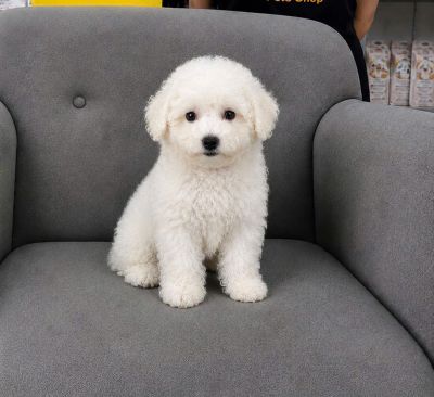 Poodle trắng toy