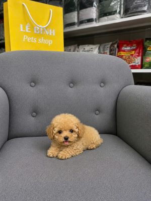 Poodle vàng mơ mix teacup