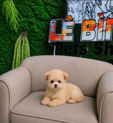 Poodle vàng mơ tai gấu mix teacup