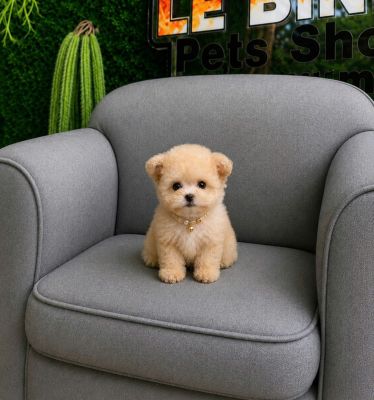 Poodle vàng mơ tai gấu mix teacup