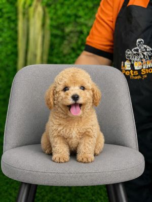 Poodle vàng mơ tiny mix toy