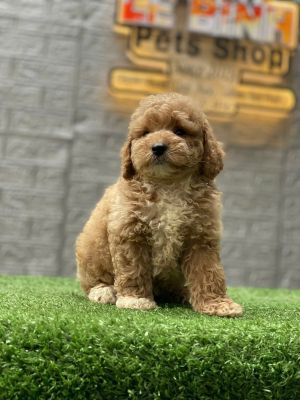 Poodle vàng mơ toy