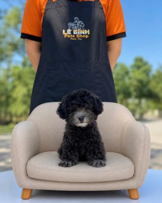 Poodle xám