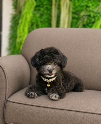 Poodle xám khói