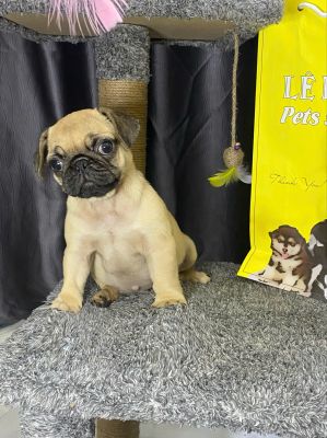 Pug cái