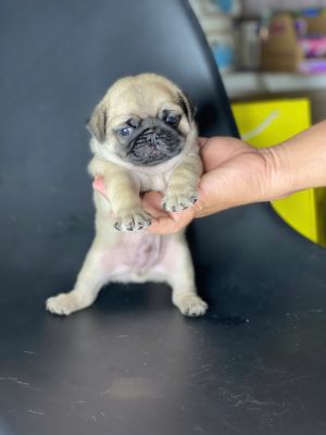Pug đực