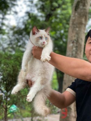Ragdoll cái ( đã bán )