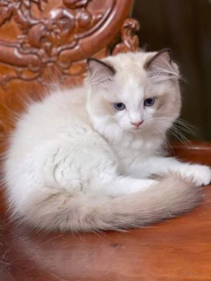 Ragdoll đực