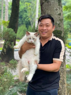 Ragdoll đực