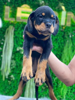 Rot đực ( hết hàng )