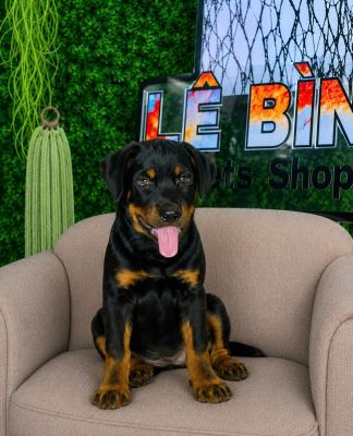 Rotweiler đực vip