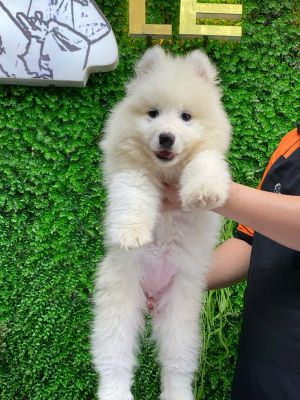 Samoyed cái