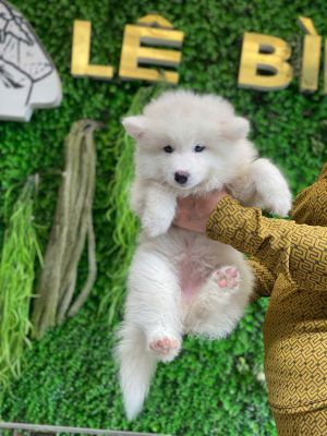 Samoyed cái