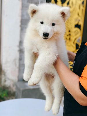 Samoyed đực ( đã bán )