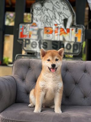 Shiba