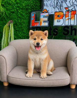 Shiba