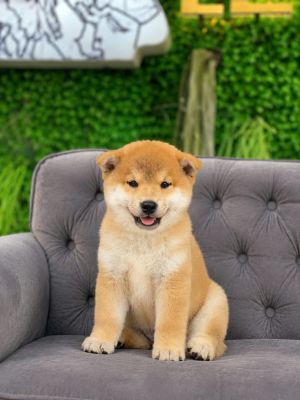Shiba