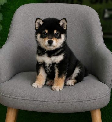 Shiba đen nhập