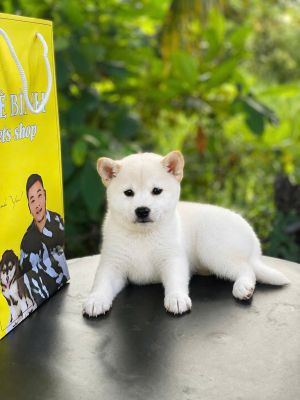 Shiba trắng