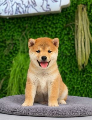 Shiba vip