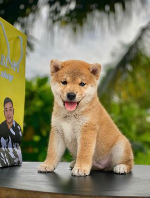Shiba vip