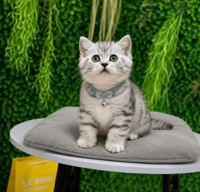 Tabby
