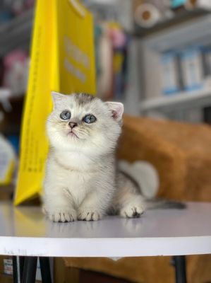 Tabby chân lùn tai cụp