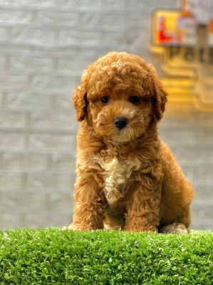 Tiny nâu đỏ yếm trắng chân tất ( hiếm )