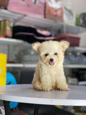 Tiny vàng tai bướm