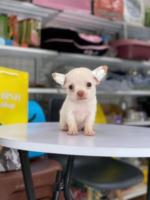 Trắng đực mũi hồng