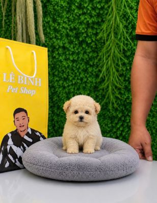 Vàng mơ tai gấu mix teacup