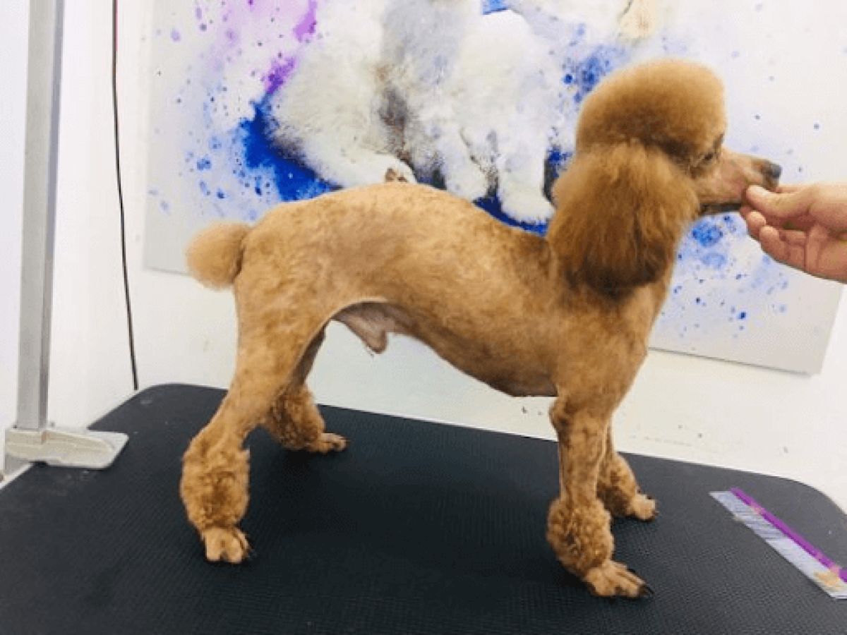 C&oacute; cần thiết phải cạo l&ocirc;ng m&aacute;u cho d&ograve;ng ch&oacute; poodle hoặc bichon kh&ocirc;ng ?