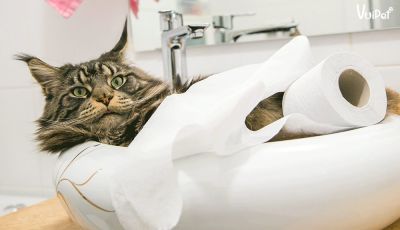 C&aacute;ch điều trị ch&oacute; m&egrave;o con bị ti&ecirc;u chảy tại nh&agrave; đơn giả